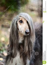 Pin By Trickysushi On Furry Ideas Grey Hound Dog Afghan Hound Afghan