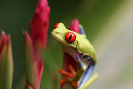 Amphibian evolution, ancestors, life cycle, modern amphibian types. Why Are Amphibians In Decline