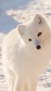 Mz77 Winter Animal Fox White Wallpaper