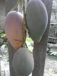 Cara sukses budidaya tanaman buah dalam pot. Menanam Buah Buahan Di Halaman Belakang Rumah Backyard Culture Ahlitani Com