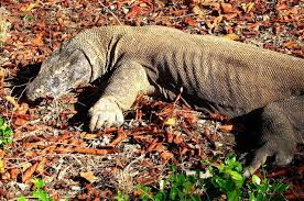3,699 likes · 2 talking about this. Bali Intimiste Extension Komodo
