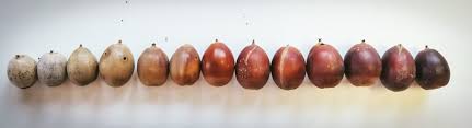 Tree identification illinois arborists‟ certification study guide chapter 2 jennifer hitchcock. Foraging For Acorns Identification Processing Acorn Recipes