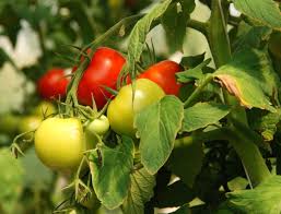 When i first started gardening, i fed and watered the entire garden, not just the plants. Soda Bottle Drip Feeder For Plants Water Plants With A Soda Bottle