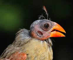 Bird With Fluffy Hair On Head When Birds Go Bald They Show Their Roots Bad Hair Day Backyard Birds Birds