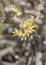 Image result for Cynanchum viminale