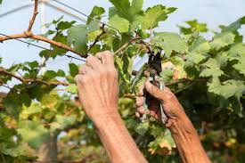 Image result for grape pruning