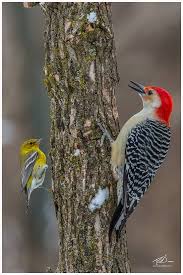 Black Bird With Yellow Belly Ohio Pine Warbler And Red Bellied Woodpecker Backyard Birds Beautiful Birds Nature Birds