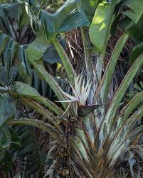 Image result for Strelitzia caudata