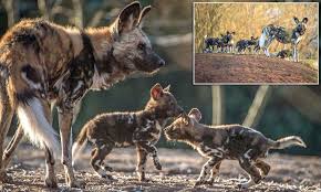 The photo has incredible quality and is very sharp! African Painted Dog Pups Are First To Be Born At Chester Daily Mail Online