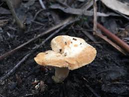 Image result for Dentinum repandum