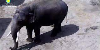 Watch The Smithsonian S National Zoo S Asian Elephants Spike Ambika Shanthi Bozie Kamala Swarna And Maharani Live Elephant Zoo Animals Animal Tracks
