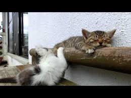 What Happens When You Give Kittens Lots Of Sleeping Pills Kittens Cutest Sleeping Kitten Kittens