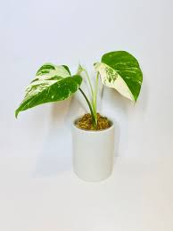 To ensure you have the best possible chance for growing a monstera albo, you'll want to first check the node from the seller. Stroke My Leaves Veriegated Monstera Deliciosa Albo