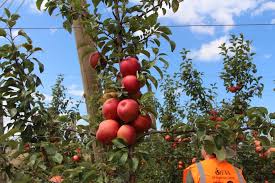 Fruit trees are a great addition to any backyard garden. Ifta Talking Honeycrisp Apples In New Zealand Growing Produce