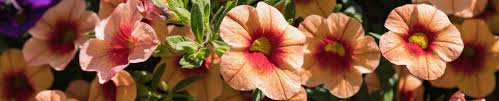 What makes petunias feel unpleasantly sticky on the leaves and flowers? Petunia Catalogue Photos Description