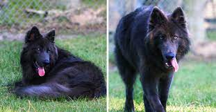 Lycan white blue bay shepherd. 10 Must Consider Things Before Adopting Bluebay Shepherd Dog