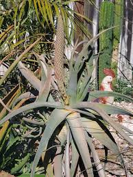 Image result for Aloe spicata