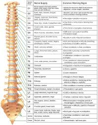 Spinal Nerve Chart Health Spine Health Spinal Nerve