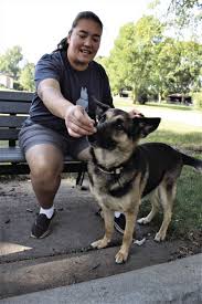 Companionship comes in many forms, but none better than a loyal dog. Saving Shepherds Of Minnesota One Foster Dog At A Time Crystal Robbinsdale Hometownsource Com