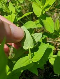 Image result for Hypericum lalandii