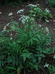 Image result for Berula thunbergii