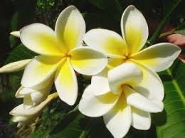 How To Care For Frangipanis Plant Frangipani Plants Flowers