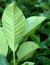 Image result for Excoecaria bussei