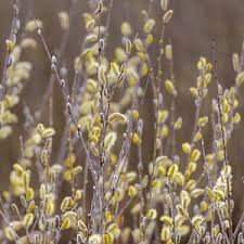 Salix Alba Tristis White Willow
