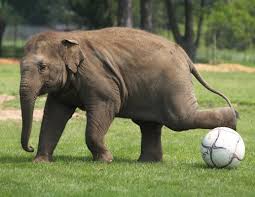 Play Ball Cute Animal Pictures Funny Elephant Elephant Love