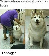 Doggo is an internet slang term for dog, which is often associated with the word pupper in various ironic meme communities online. When You Leave Your Dog At Grandma S House Fat Doggo Meme On Me Me