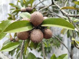 Image result for Manilkara kauki