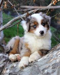 The bunnings magazine is available now. 3 605 Mentions J Aime 34 Commentaires Changala Aussies Changalaaussies Sur Instagram Baby Opal Back W Cute Animals Cute Baby Dogs Cute Animal Pictures