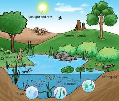 Ecosystems