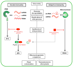 The hull cell replicates the plating bath on a lab scale. Plant Innate Immunity Vs Plant Adaptive Immunity Following Entry Into Download Scientific Diagram