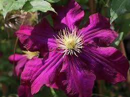 Check spelling or type a new query. Clematis Warszawska Nike Clematis Warszawska Nike Baumschule Horstmann