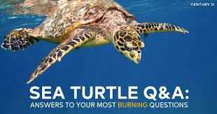 It has a neutral taste that takes on the flavors of other ingredients. Sea Turtle Q A Answers To Your Most Burning Questions