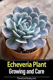 Echeveria Plant Care Growing Succulent Echeveria Types Echeveria Succulents Echeveria Care