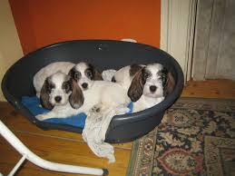 Image result for malý vendéeský hrubosrstý honič