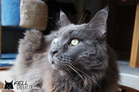 Coon songs were a genre of music that presented a stereotype of black people. Maine Coon Kaufen Fellgiganten