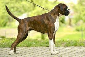 Boxer puppies for adoption ireland. Boxer Dogs And Puppies For Sale In The Uk Pets4homes