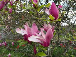 Bracts have small tufts of cottony hair near each base. Pink Flowers Of A Magnolia Liliiflora Tree Stock Photo Picture And Royalty Free Image Image 55962651