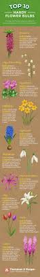 Spring hill nursery sea holly full sun perennials crocosmia bee friendly astilbe peat moss spring bulbs planting bulbs. Top Ten Hardy Flower Bulbs