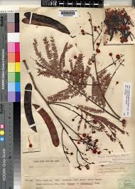 Image result for Acacia amythethophylla