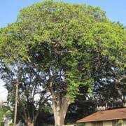 Image result for Ricinodendron