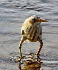 Alright You Guys Who S The Wise Guy That Lied And Said The Water Was Warm I Still Can T Feel Passaros Engracados Fotos De Animais Engracados Fotos De Animais