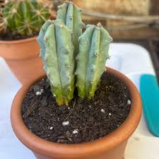 Image result for Aloe pienaarii