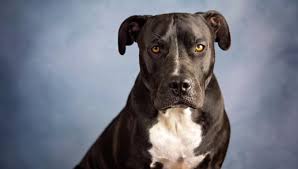 A health medical policy in florida covers a wide range of health issues, including emergencies, accidents, chemotherapy, or wellness care. Dog Breeds Banned By Home Insurance Companies Forbes Advisor