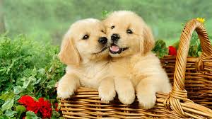 Find the best puppies cute wallpapers on wallpapertag. Cute Puppies Desktop Backgrounds Hd 2021 Cute Wallpapers