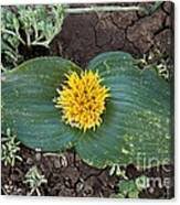 Image result for Daubenya