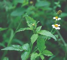 Image result for Bidens pilosa